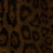 COCOA