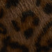 COCOA